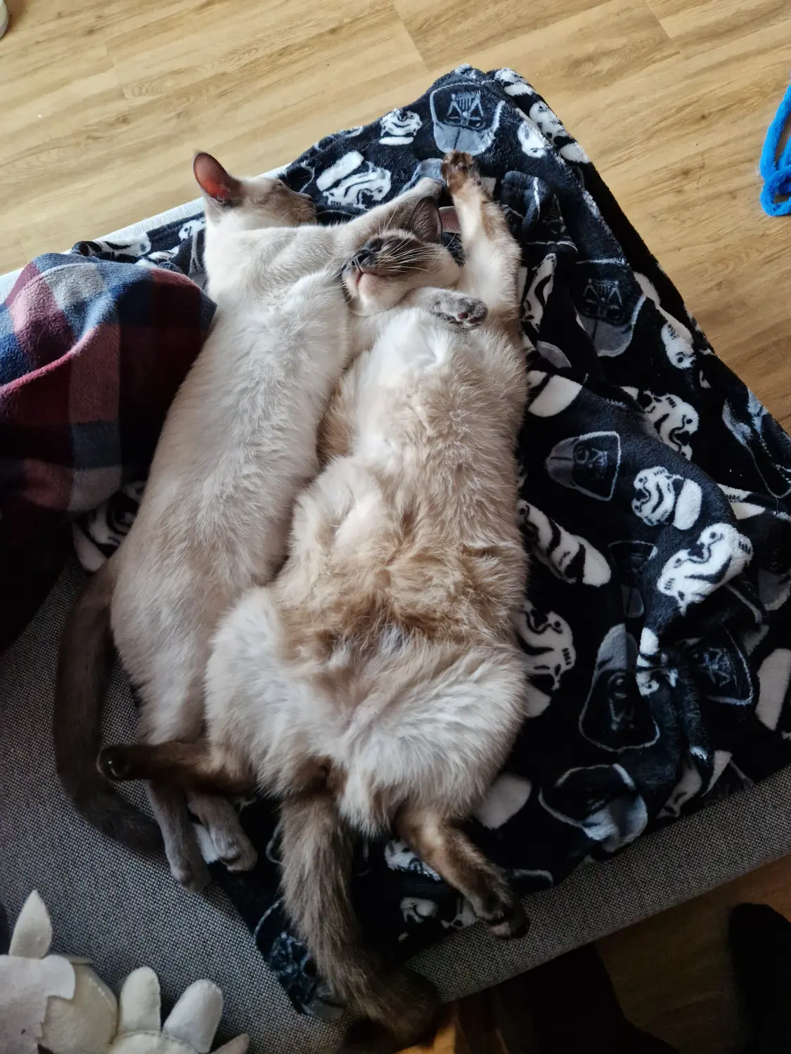 Katzenbilder von Sabine Sukale Muskelentspannung