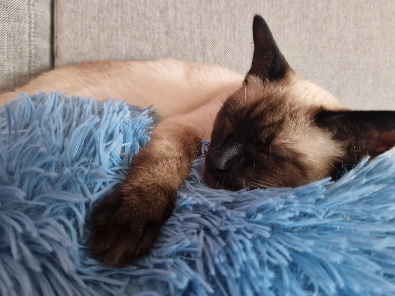 Katze auf dem Bett von Sabine Sukale Muskelentspannung